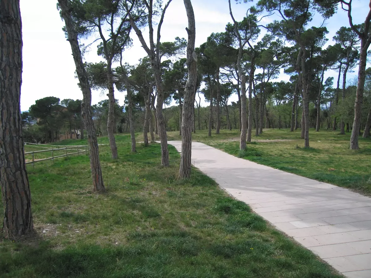Limpieza de bosques